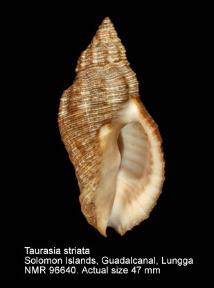 Taurasia striata.jpg - Taurasia striata (Blainville,1832)